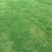 四季青草皮