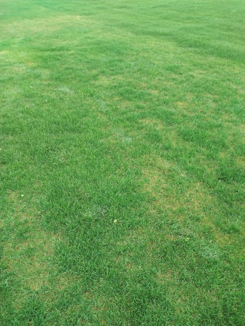 四季青草皮
