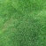 四季青草皮
