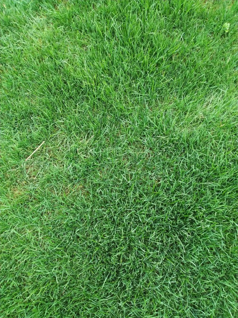 四季青草皮