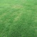 四季青草皮
