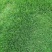 四季青草皮