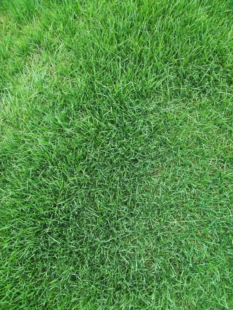 四季青草皮