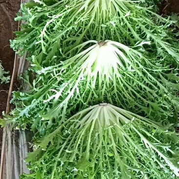 蔬菜