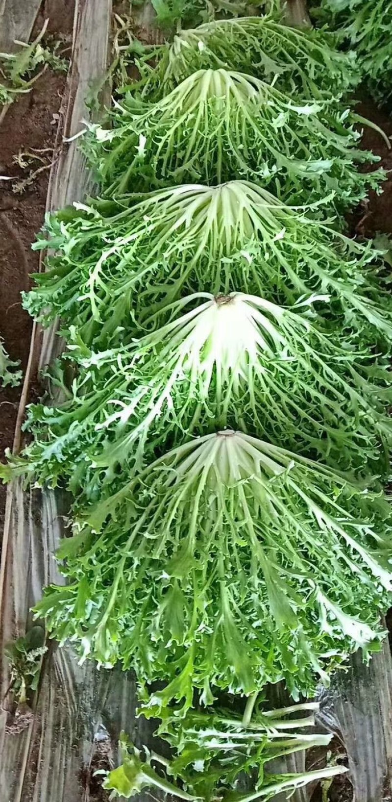 蔬菜