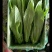 蔬菜