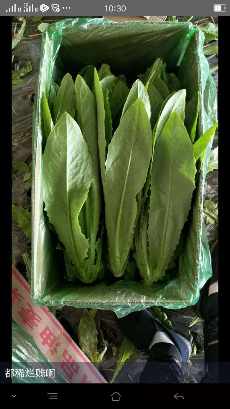 蔬菜