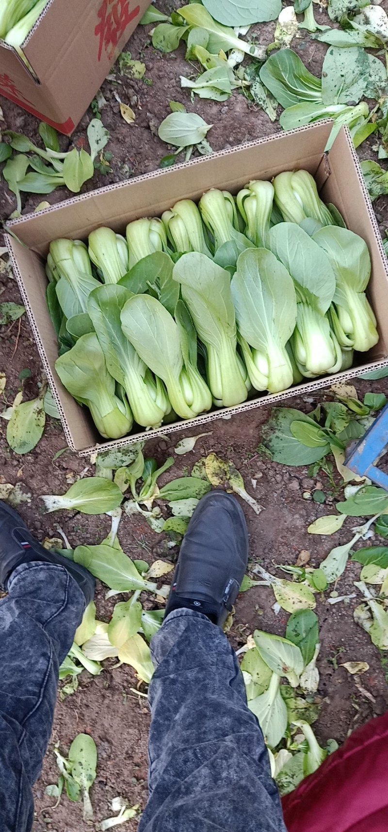 蔬菜