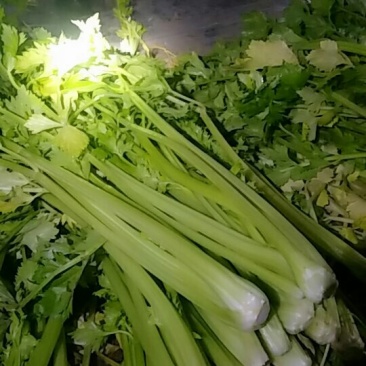 西芹上货中，全天上货