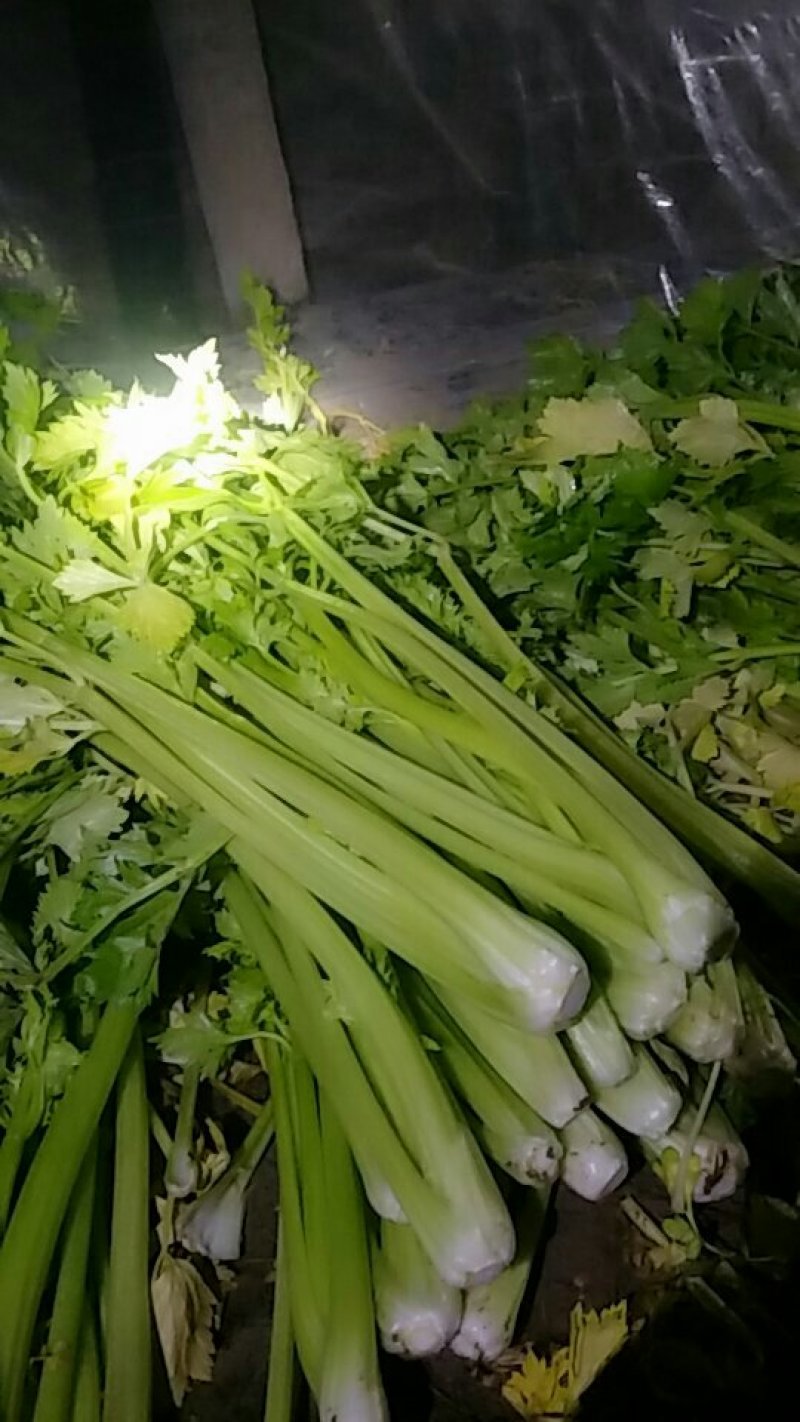 西芹上货中，全天上货