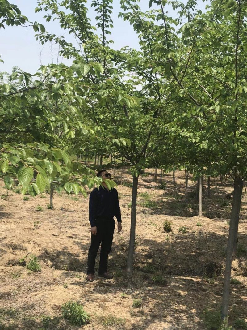 早樱染井吉野台湾钟红樱花红色早樱苗圃大量出售