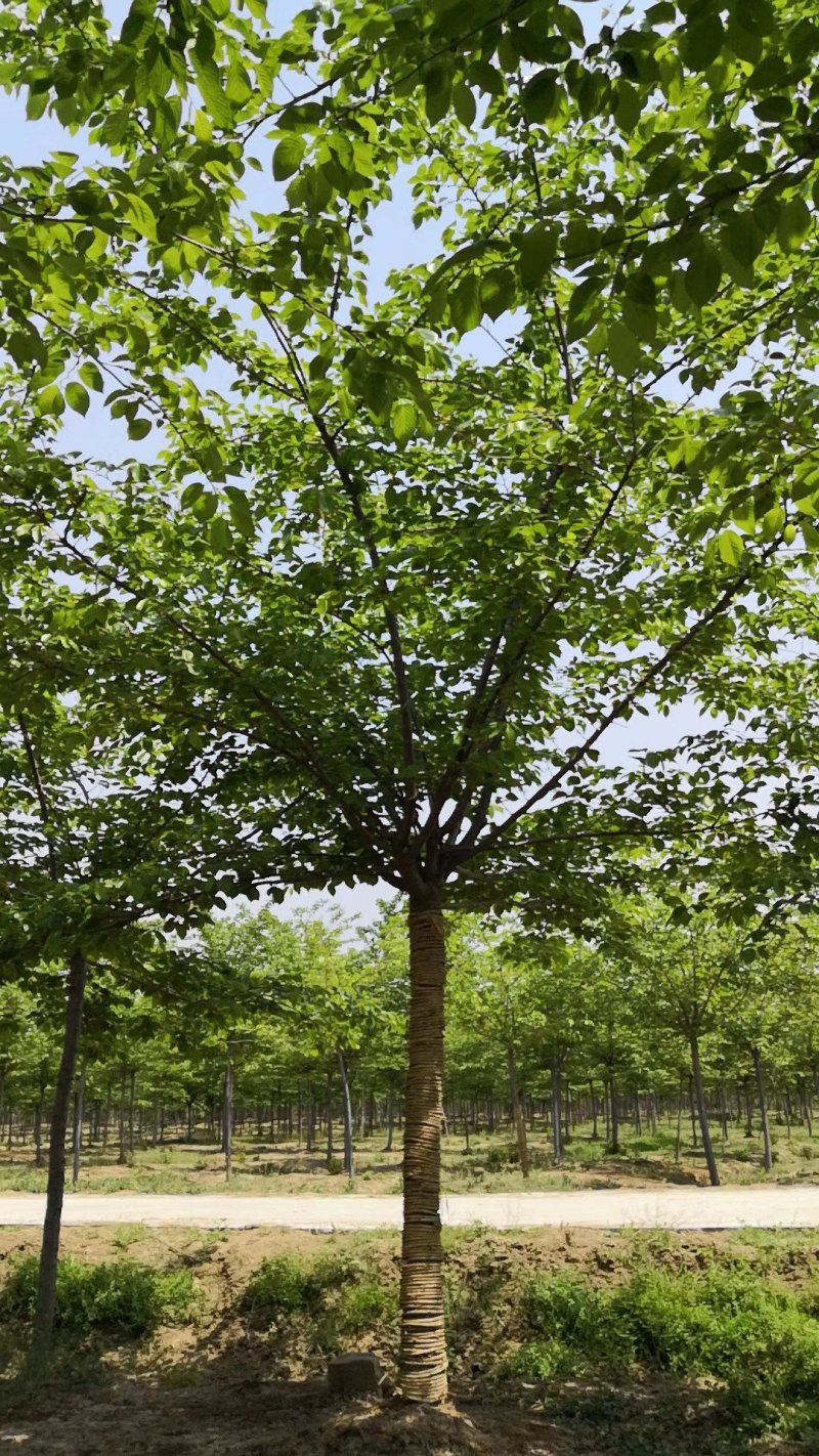 早樱染井吉野台湾钟红樱花红色早樱苗圃大量出售