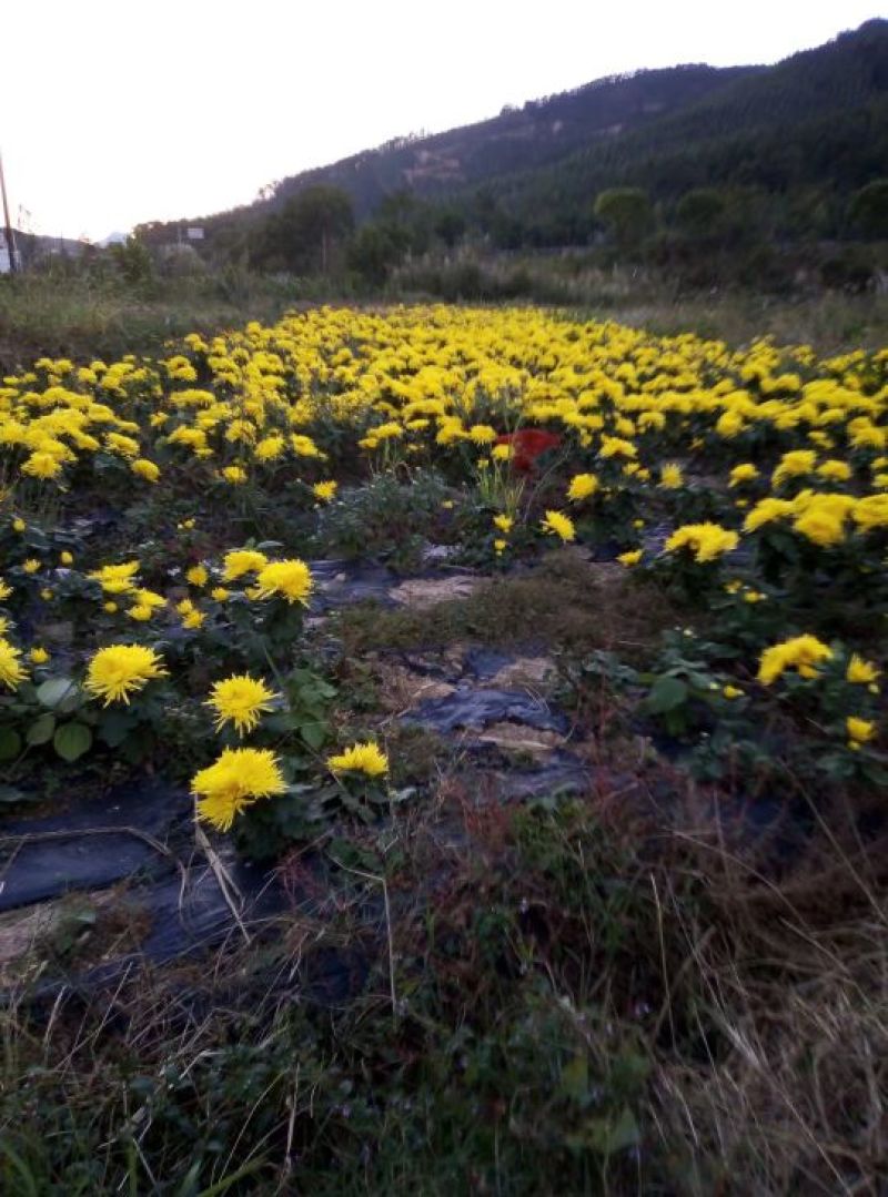 金丝皇菊