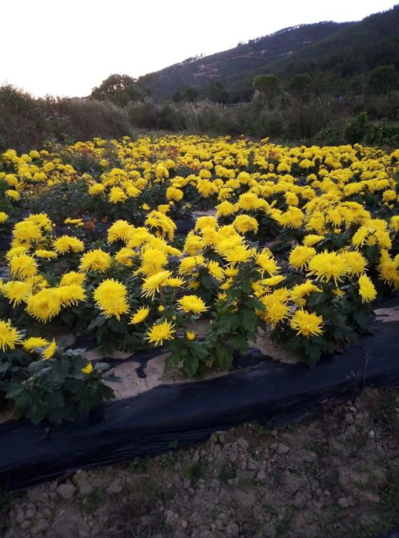 金丝皇菊
