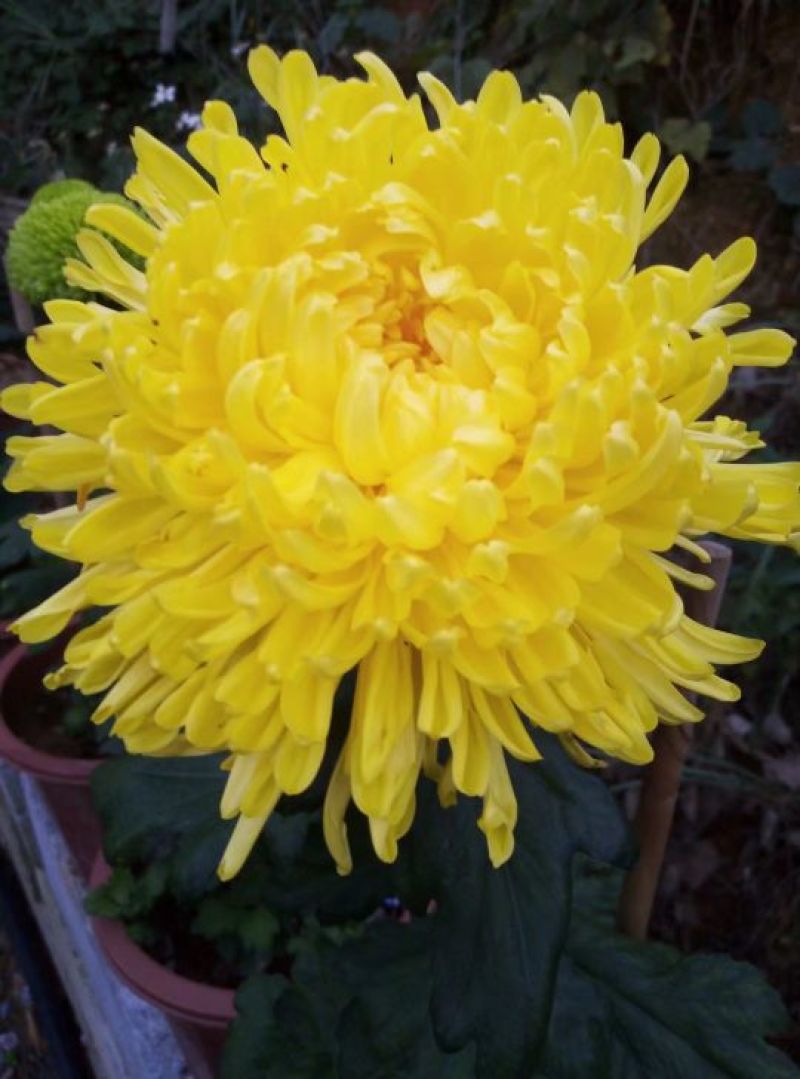 金丝皇菊