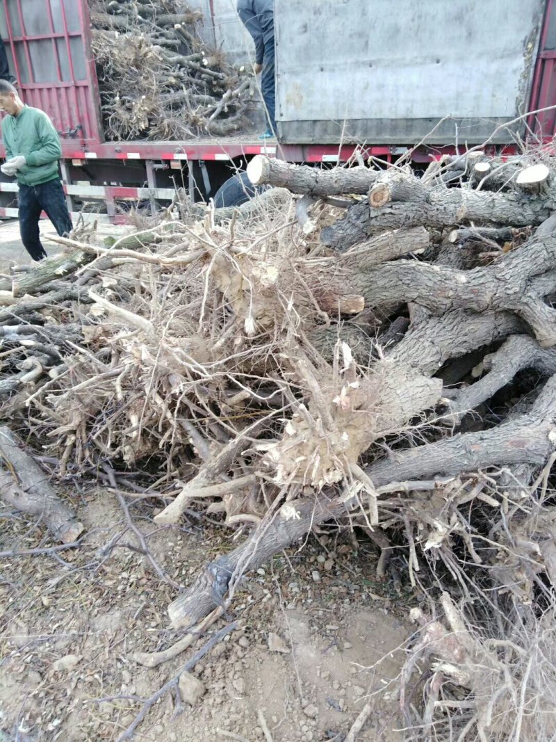 供应3-4-5-6-7-8-15公分占地枣树苗量大优惠