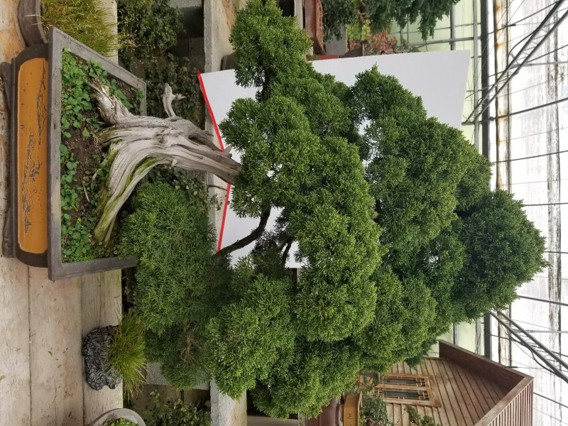 中型真柏