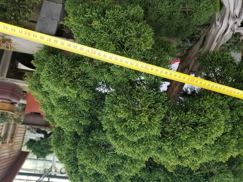 中型真柏