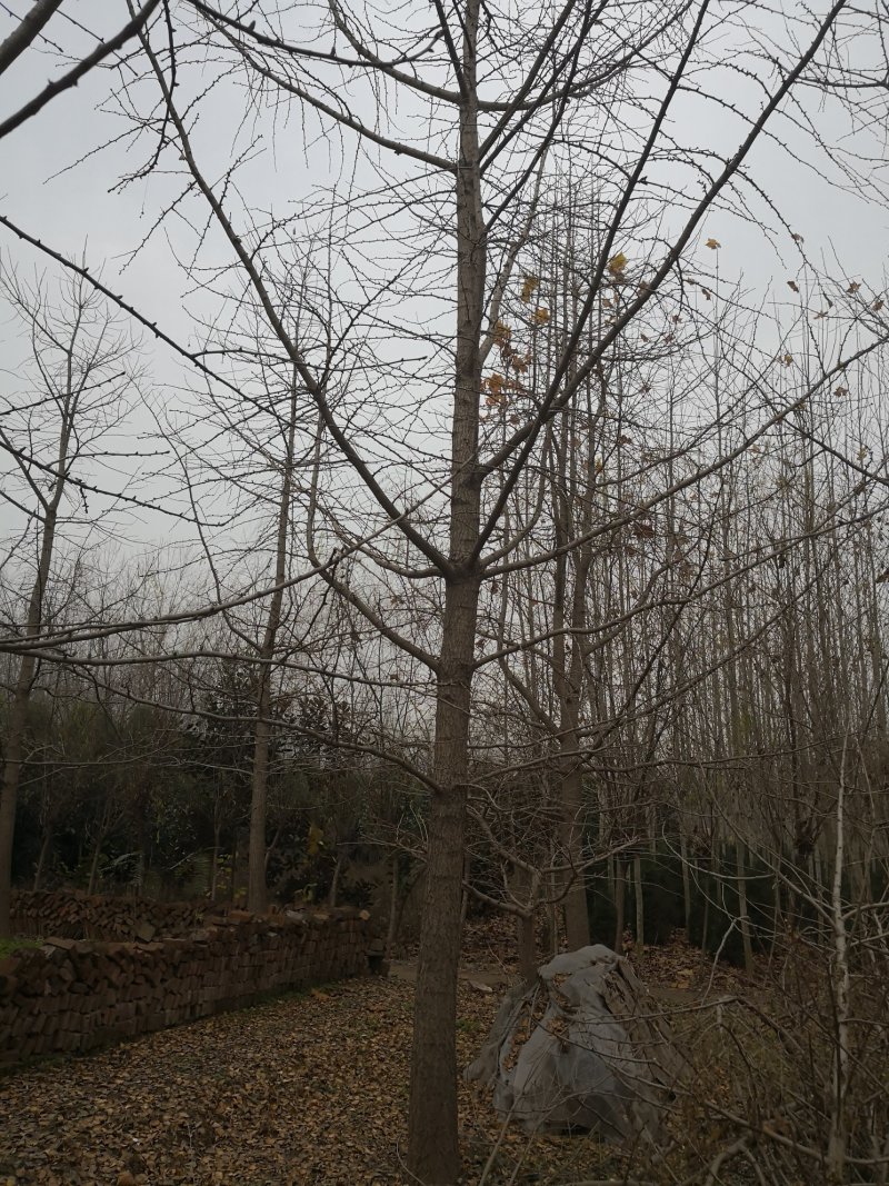 基地供应各种规格银杏树古银杏树