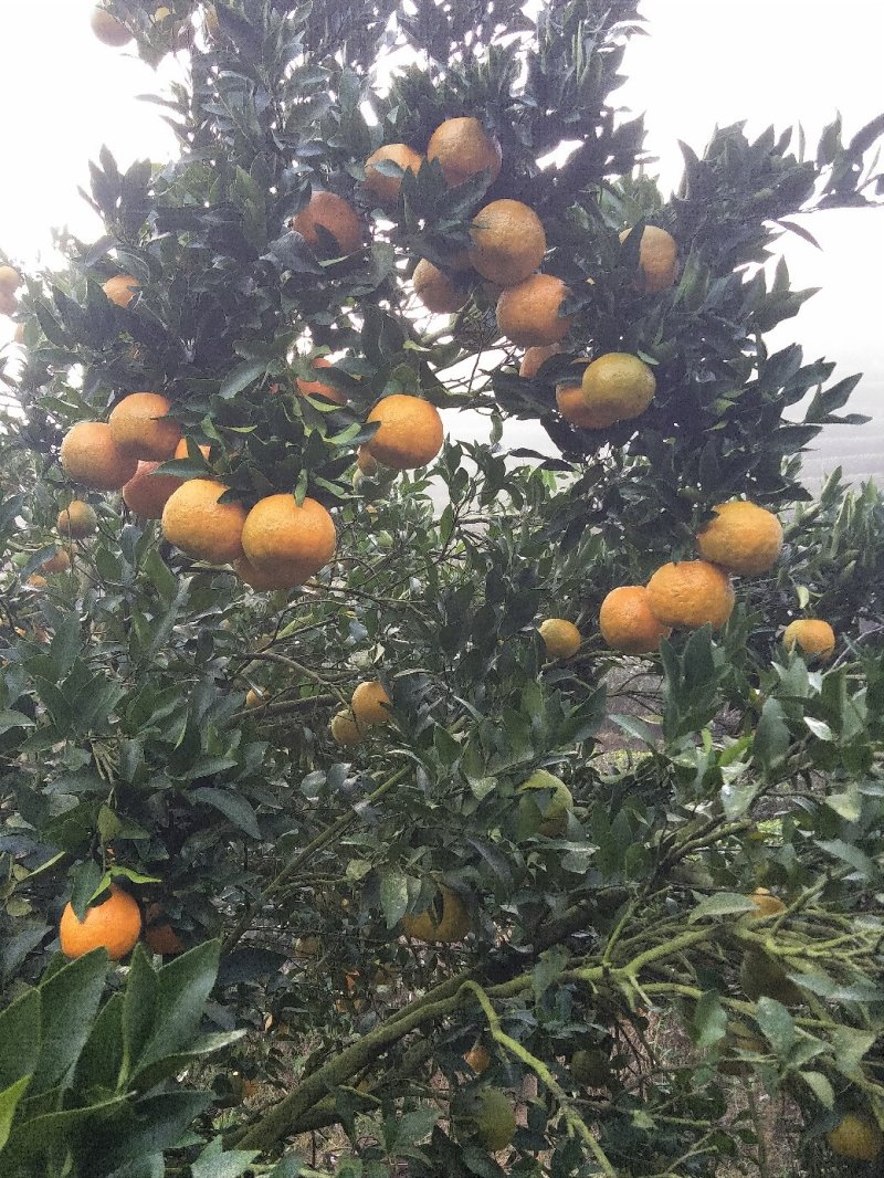 建瓯芦柑
