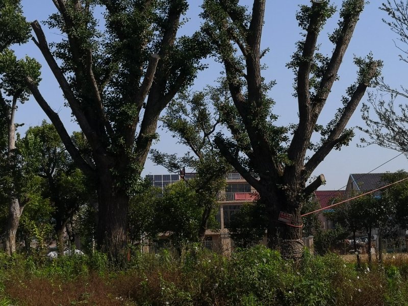 基地供应各种规格银杏树古银杏树
