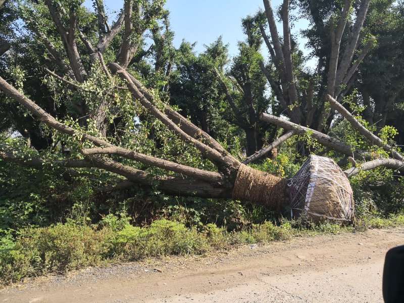 基地供应各种规格银杏树古银杏树