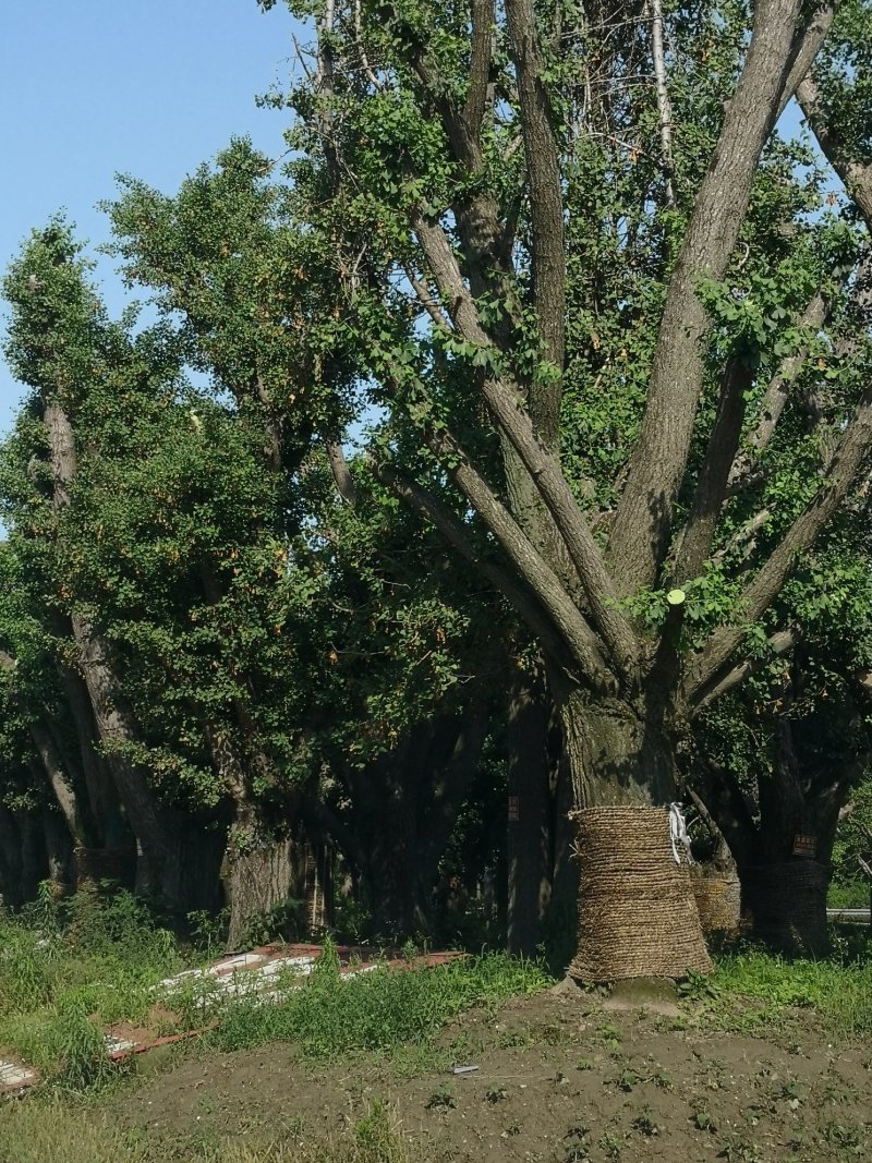 基地供应各种规格银杏树古银杏树