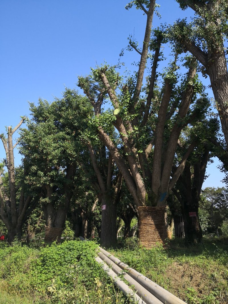 基地供应各种规格银杏树古银杏树
