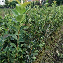 油茶苗长林系列4号，40号，53号江西省审定了良种