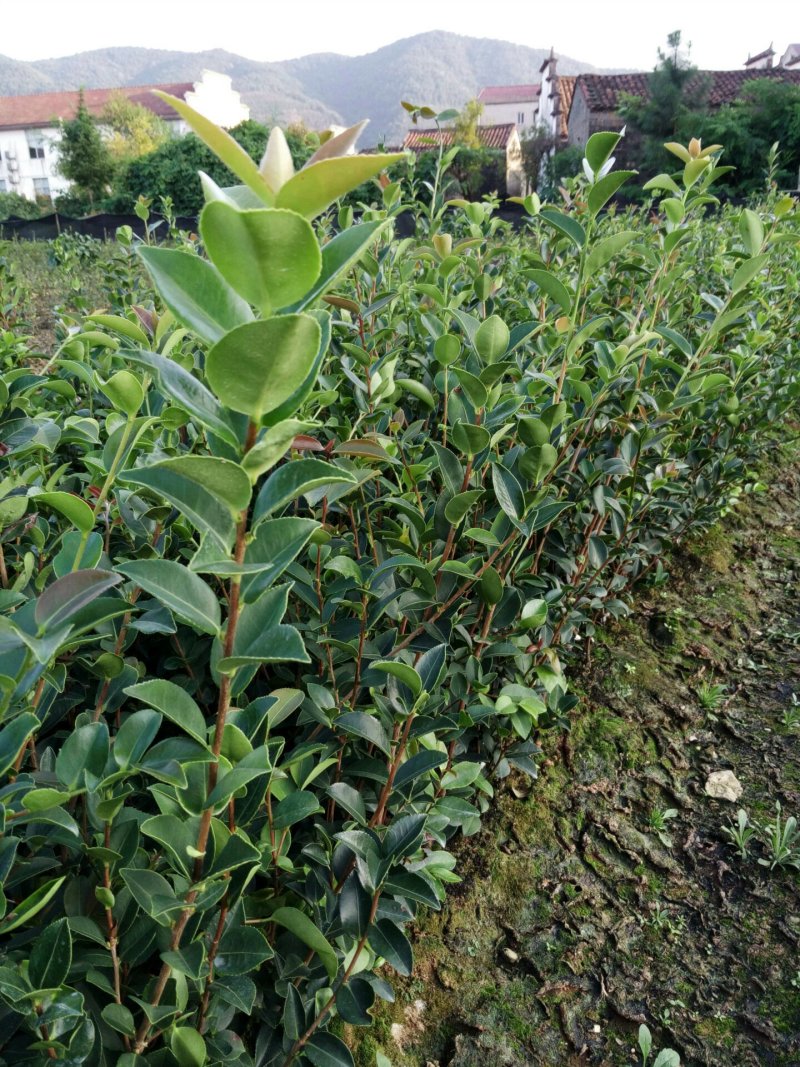 油茶苗长林系列4号，40号，53号江西省审定了良种
