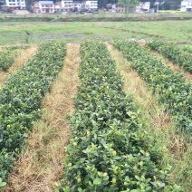 【油茶苗】两年籽播直生浓香型适合拆迁和绿化项目