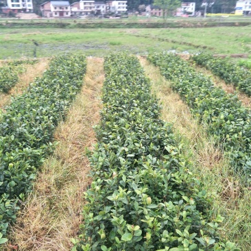 【油茶苗】两年籽播直生浓香型适合拆迁和绿化项目