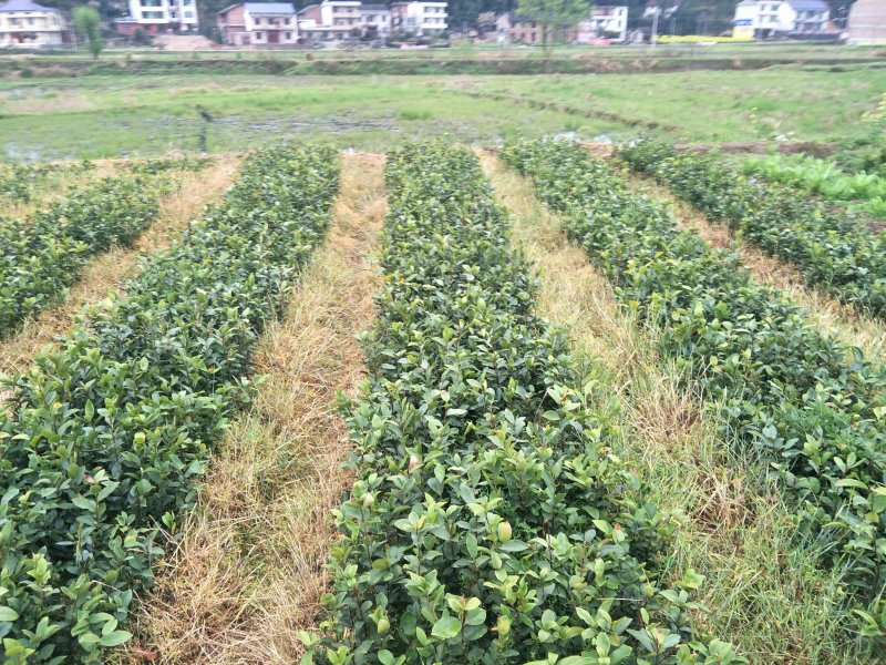 【油茶苗】两年籽播直生浓香型适合拆迁和绿化项目