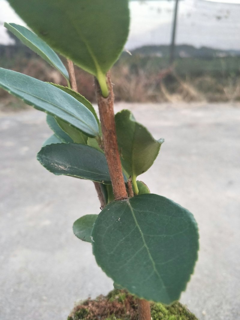 油王品种批发基地嫁接三华油茶高成活林下经济提产提香销售