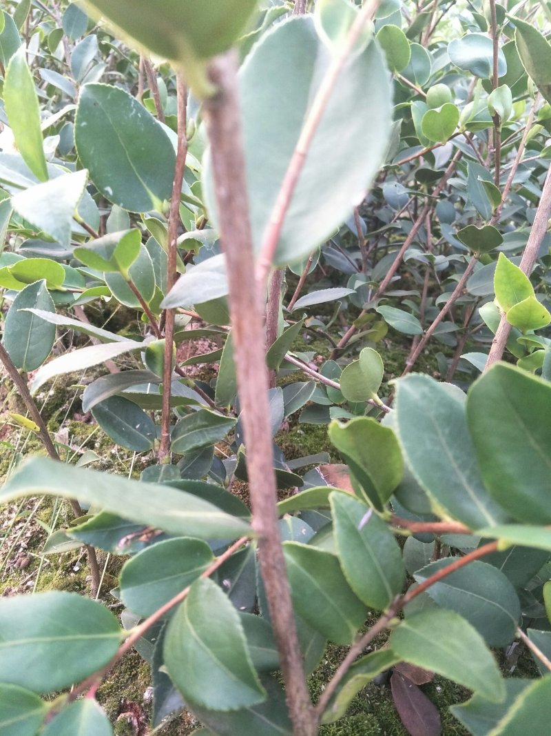 油王品种批发基地嫁接三华油茶高成活林下经济提产提香销售