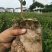 油王品种批发基地嫁接三华油茶高成活林下经济提产提香销售