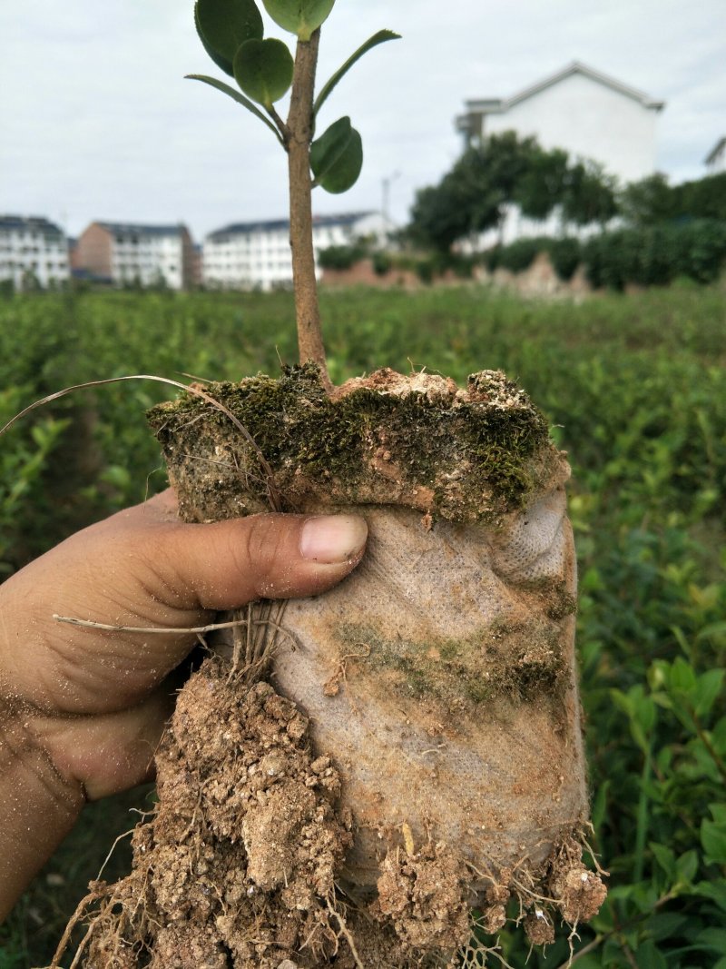 油王品种批发基地嫁接三华油茶高成活林下经济提产提香销售