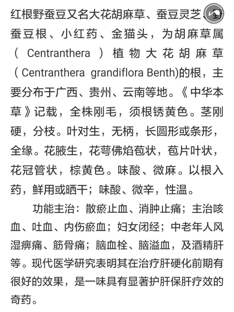 野蚕豆