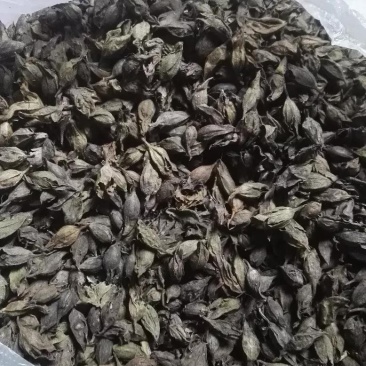 野蚕豆