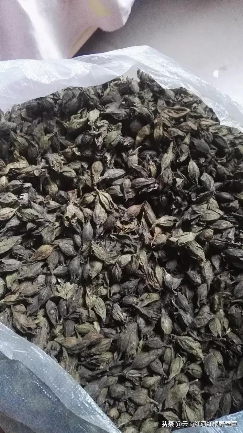 野蚕豆