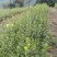 野蚕豆