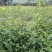 野蚕豆