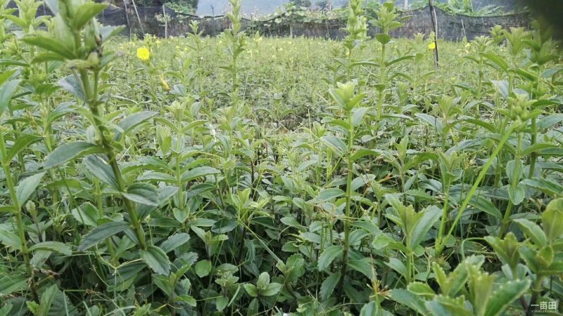 野蚕豆