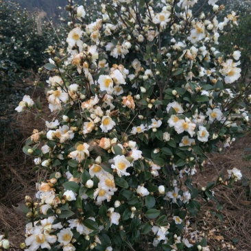 高产嫁接良种油茶苗中国油茶之乡湘林210基地直供