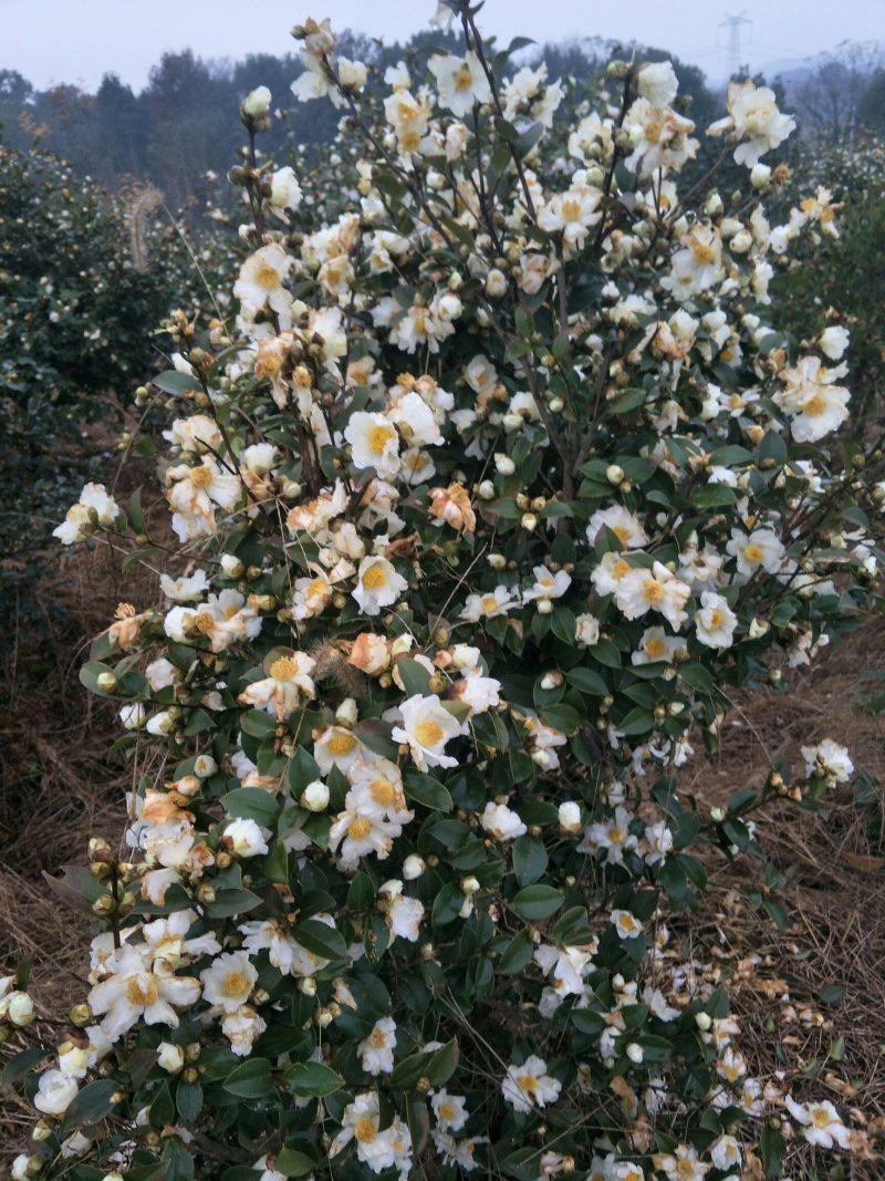 高产嫁接良种油茶苗中国油茶之乡湘林210基地直供