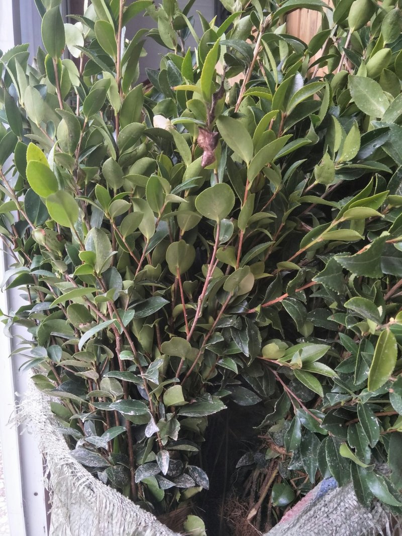 高产嫁接良种油茶苗中国油茶之乡湘林210基地直供