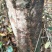 高产嫁接良种油茶苗中国油茶之乡湘林210基地直供