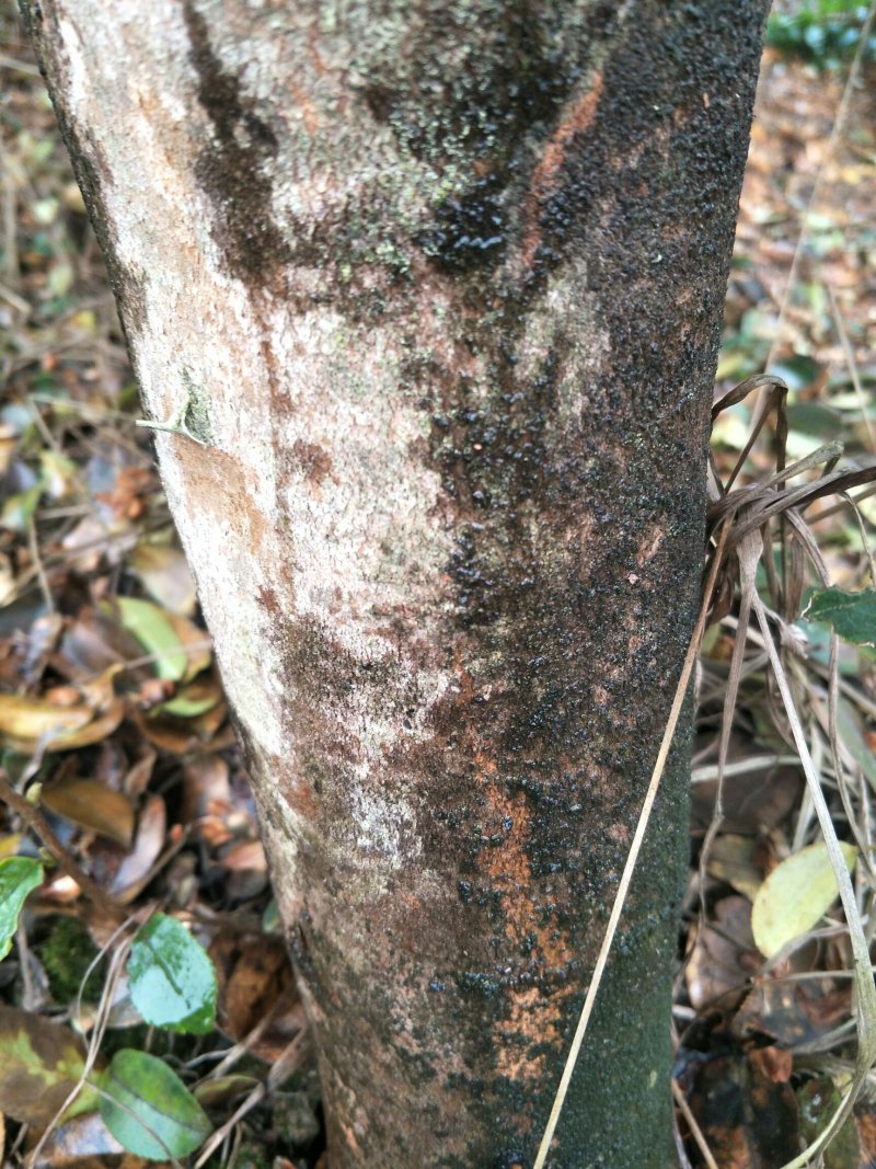 高产嫁接良种油茶苗中国油茶之乡湘林210基地直供