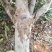 高产嫁接良种油茶苗中国油茶之乡湘林210基地直供