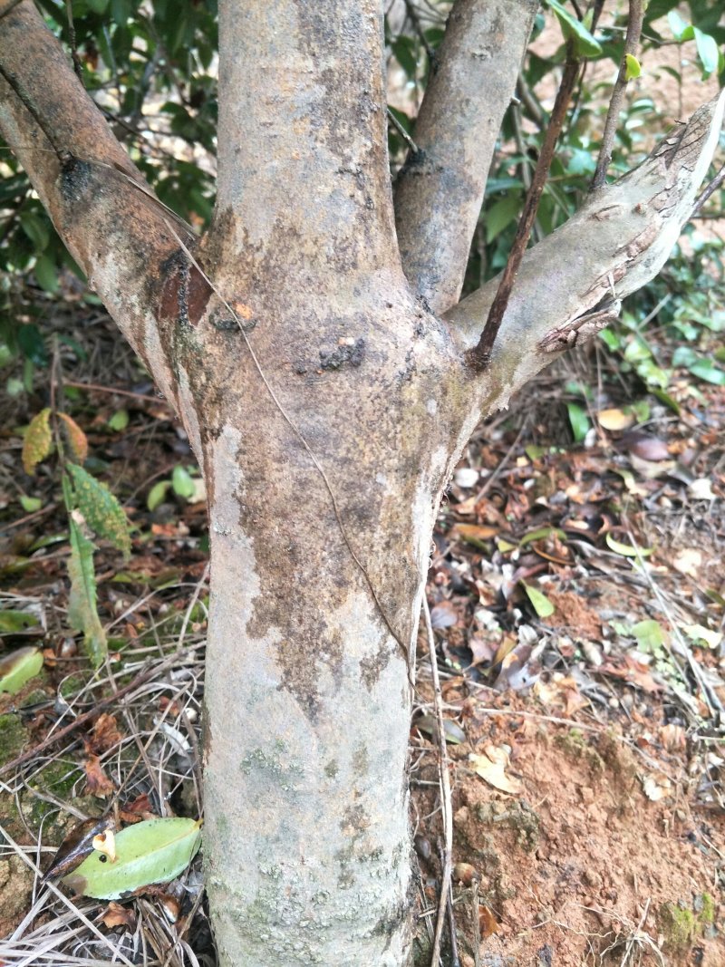 高产嫁接良种油茶苗中国油茶之乡湘林210基地直供